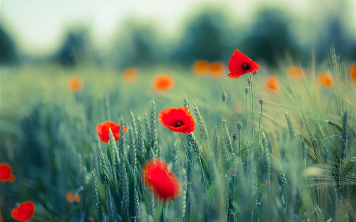Poppies, red flowers, grass Wallpapers Pictures Photos Images