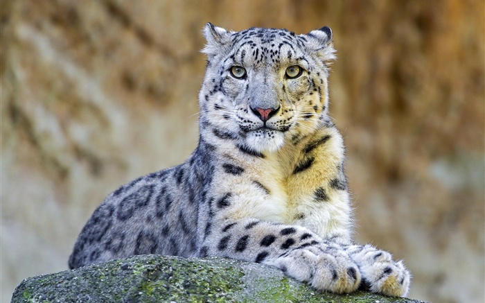 Predator, snow leopard, rest, stones Wallpapers Pictures Photos Images