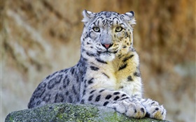 Predator, snow leopard, rest, stones HD wallpaper