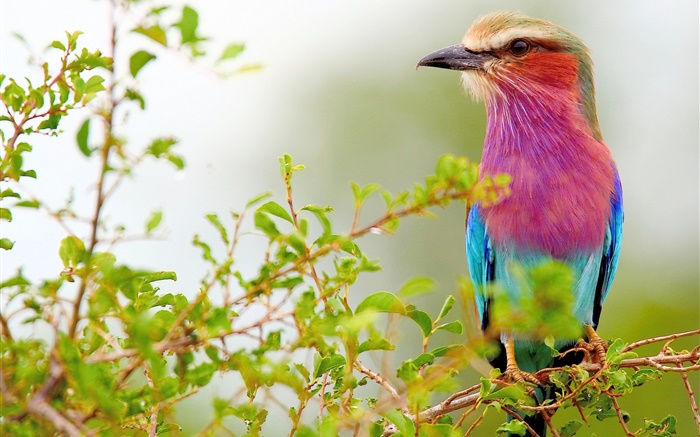 Purple blue feathers bird, twigs Wallpapers Pictures Photos Images