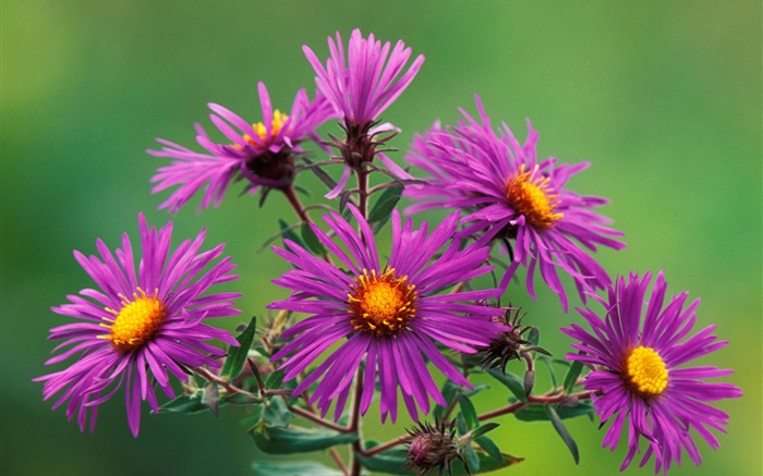 Purple chrysanthemum Wallpapers Pictures Photos Images