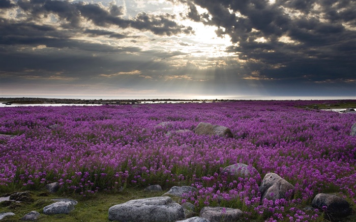 Purple flowers field, rocks, clouds, sun rays Wallpapers Pictures Photos Images