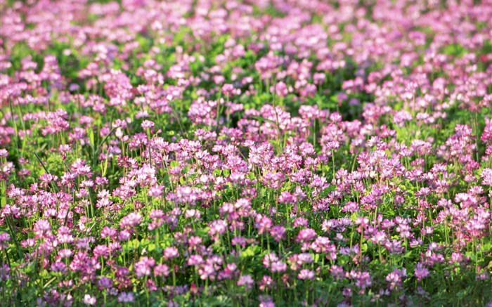 Purple little wildflowers, spring Wallpapers Pictures Photos Images