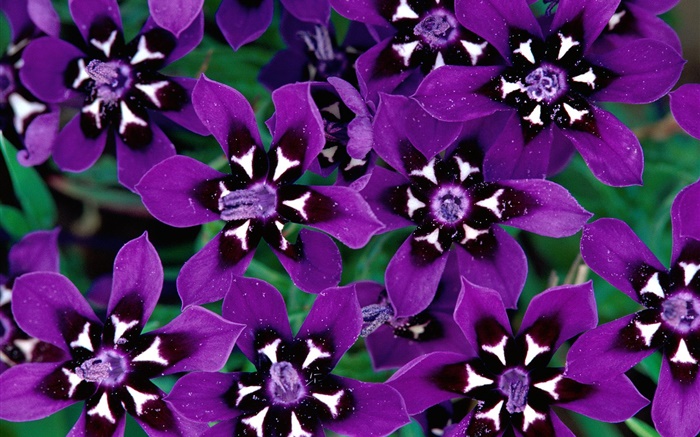 Purple petals flowers close-up Wallpapers Pictures Photos Images