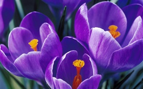 Purple petals tulips close-up