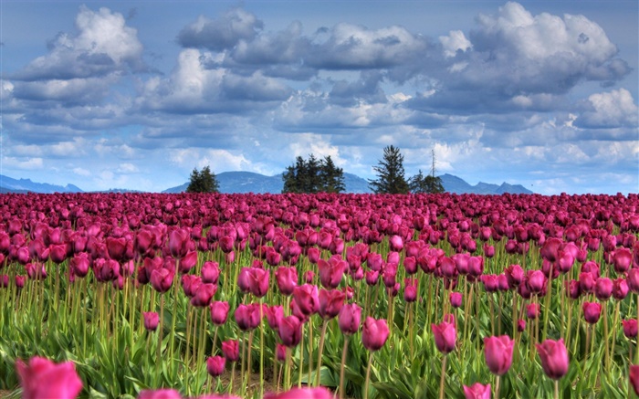 Purple tulip flowers field, clouds, trees, dusk Wallpapers Pictures Photos Images