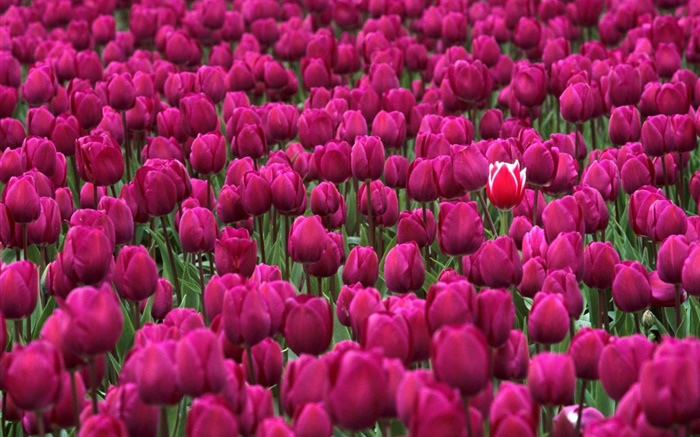 Purple tulip flowers field Wallpapers Pictures Photos Images