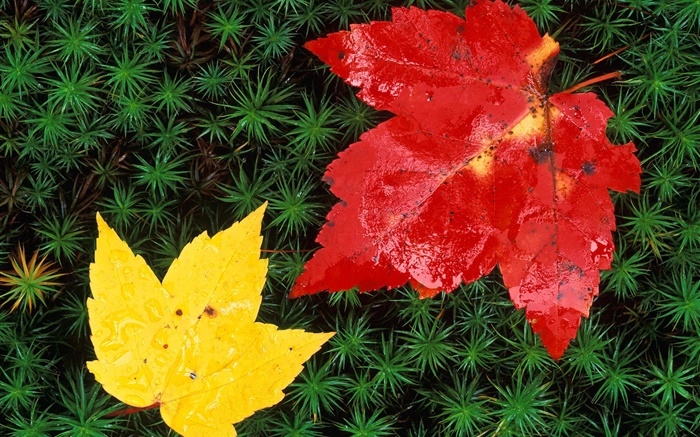 Red and yellow maple leaves, grass, autumn Wallpapers Pictures Photos Images