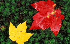 Red and yellow maple leaves, grass, autumn HD wallpaper