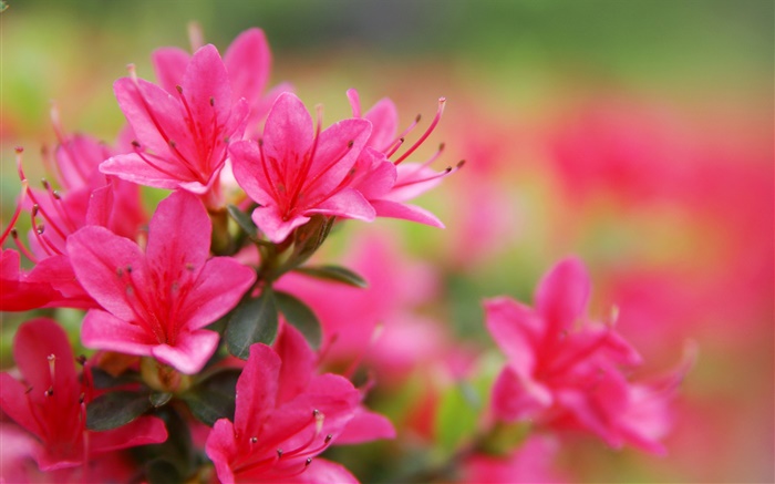 Red azaleas close-up Wallpapers Pictures Photos Images