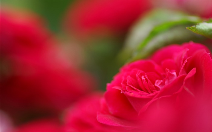 Red flower close-up, bokeh Wallpapers Pictures Photos Images
