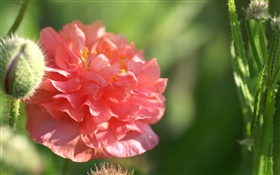 Red flower close-up, sunshine, bokeh