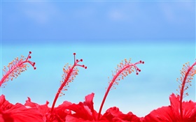 Red flowers, blue sky, Maldives
