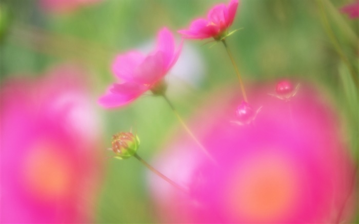 Red flowers blur style Wallpapers Pictures Photos Images