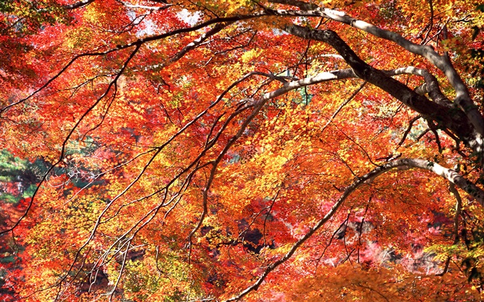 Red leaves autumn, trees Wallpapers Pictures Photos Images