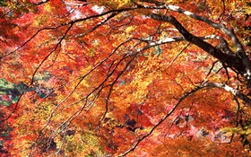 Red leaves autumn, trees HD wallpaper