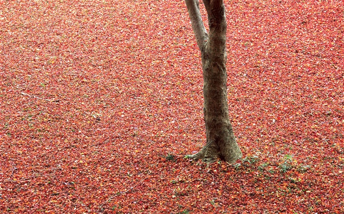 Red leaves on ground, tree, autumn Wallpapers Pictures Photos Images