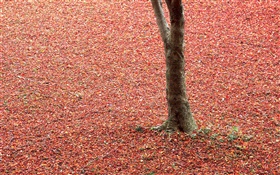 Red leaves on ground, tree, autumn
