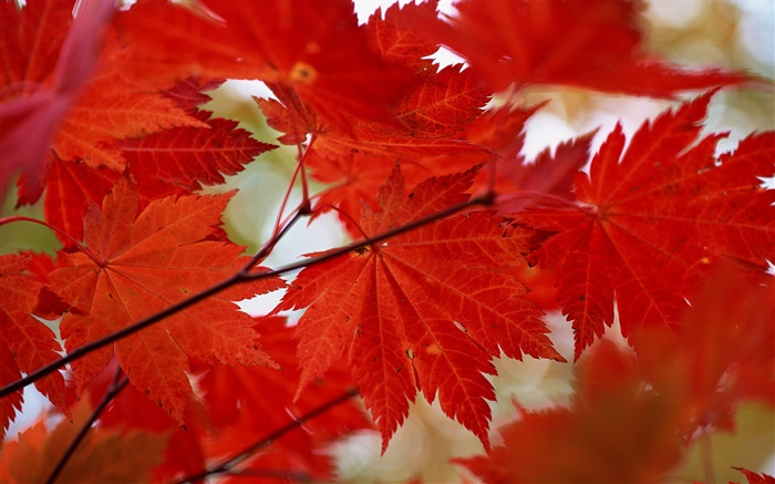 Red maple leaves close-up, autumn Wallpapers Pictures Photos Images
