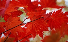 Red maple leaves close-up, autumn