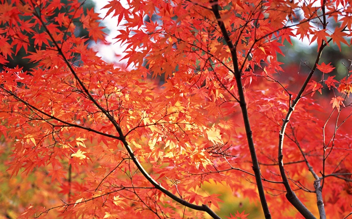 Red maple leaves, fall, Tokyo, Japan Wallpapers Pictures Photos Images