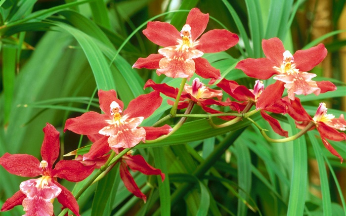 Red orchid flowers, green leaves Wallpapers Pictures Photos Images