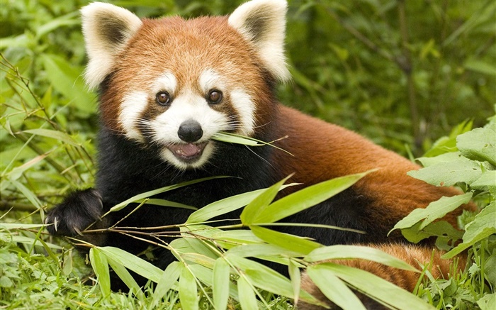 Red panda eating bamboo Wallpapers Pictures Photos Images