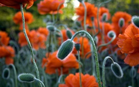 Red poppy close-up, bud HD wallpaper