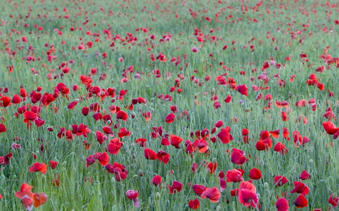 Red poppy flower field Wallpapers Pictures Photos Images