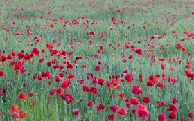 Red poppy flower field HD wallpaper