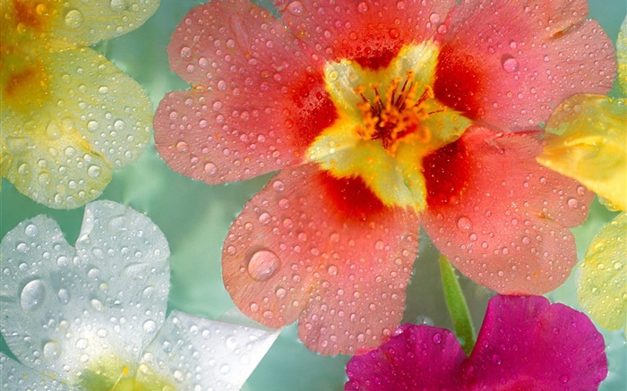 Red purple white petals flowers, dew, water drops Wallpapers Pictures Photos Images