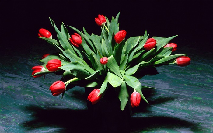 Red tulip flowers, bouquet, vase Wallpapers Pictures Photos Images