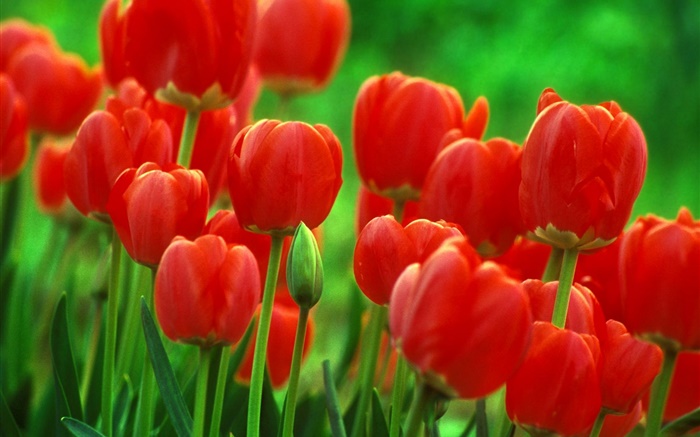 Red tulip flowers, garden, green background Wallpapers Pictures Photos Images