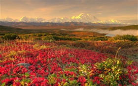 Red wildflowers, mountains, mist, dawn