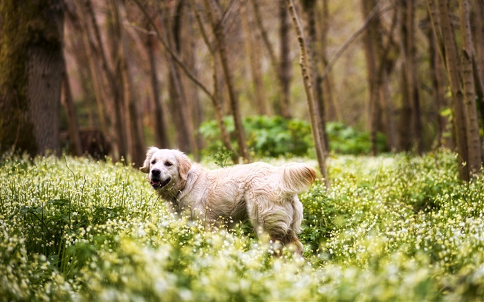 Retriever, dog, grass, wildflowers, forest Wallpapers Pictures Photos Images