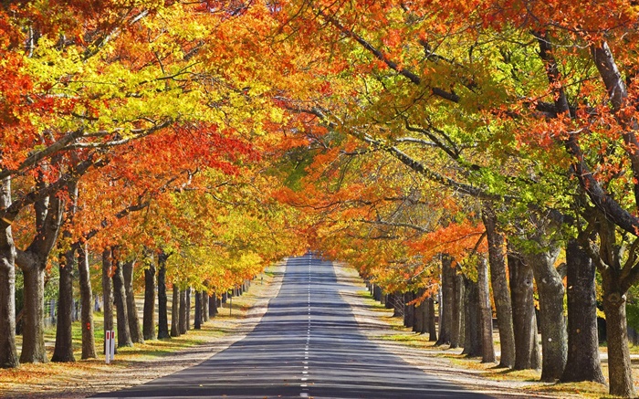 Road, trees, red leaves, autumn Wallpapers Pictures Photos Images