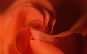 Rose close-up, orange color petals HD wallpaper