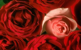 Rose flowers close-up, pink and red HD wallpaper