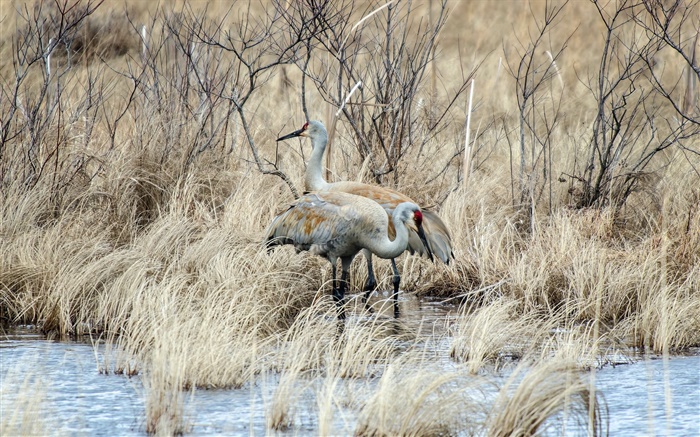 Sandhill crane, two birds together, grass, lake Wallpapers Pictures Photos Images