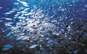 School of fish HD wallpaper