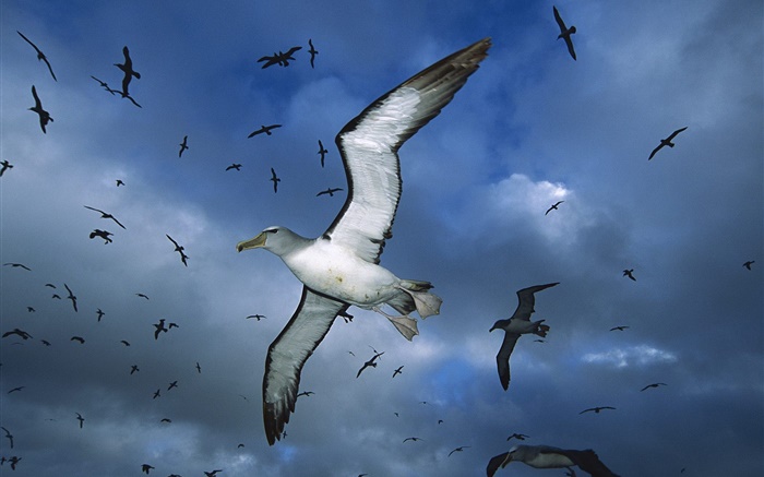 Sea birds flying, night, sky Wallpapers Pictures Photos Images