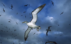 Sea birds flying, night, sky HD wallpaper