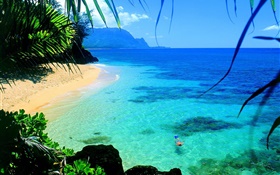 Sea, clear water, coast, swim, Hawaii, USA HD wallpaper