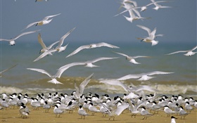 Seaside gull HD wallpaper