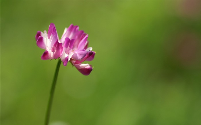 Single pink flower close-up, green background Wallpapers Pictures Photos Images