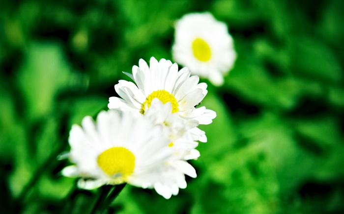 Small white daisies Wallpapers Pictures Photos Images