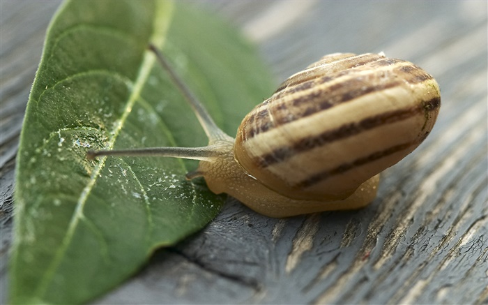 Snail and green leaf Wallpapers Pictures Photos Images