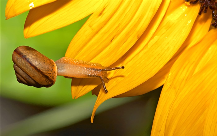 Snail close-up, sunflower petals Wallpapers Pictures Photos Images