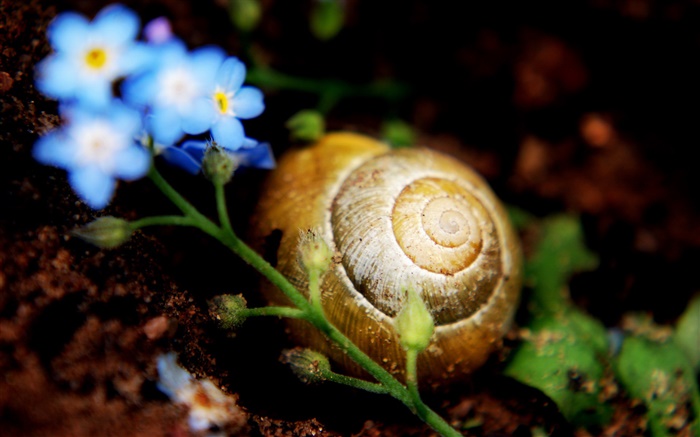 Snail on ground, little blue flowers Wallpapers Pictures Photos Images