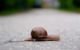 Snails in the ground HD wallpaper
